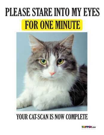cat_scan.jpg