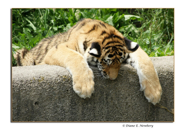 HangTiger.jpg